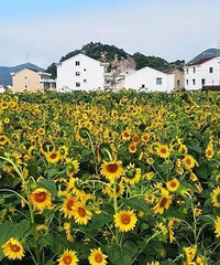 2019台州赏花月历来啦!赶快收藏!