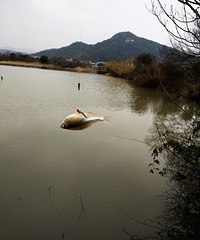 ���۸��᡿����������Ƕ�������