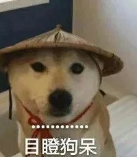 泰迪犬起身走了两步 老太受惊摔倒 狗主被判赔偿20万