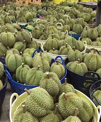 榴莲批发
