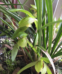 ���������˱�