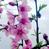 中央山下桃花开