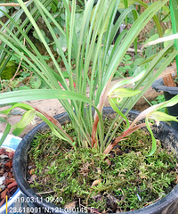 �������п��е���