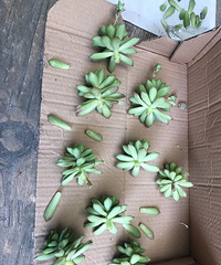 砍了