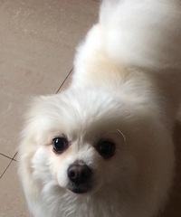 家里狗狗走失,望好心人提供线索
