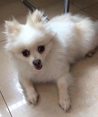 ���ﹷ����ʧ�����������ṩ����