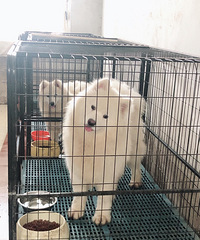 ̨�ݵ�����ĦҮ��Ҫ���� ������