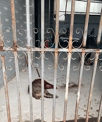 ·�ŷ���������Ұ����Ⱥ��Ӿ���ӣ��ؾ��ֳ���׽�����̼�