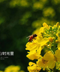 关于你眼里的春天 大概就是春暖花开 清风徐来的样子