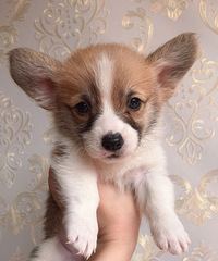 ��������Ѫͳ���ֿ»�С�̹����ӻư�ë˫ɫ�������������������