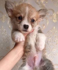 ��������Ѫͳ���ֿ»�С�̹����ӻư�ë˫ɫ�������������������