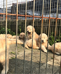 С�һ���Խ��Խ��Ƥ��