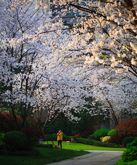 ����һ��С��ӣ����