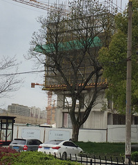 ӣ��ʢ���Ľ����� ϣ������������о��޵�Ч��