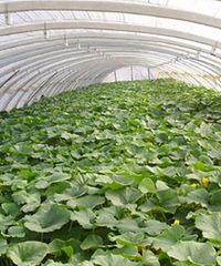 ���۸��᡿���˷����ڹϹ��߲˻����������������