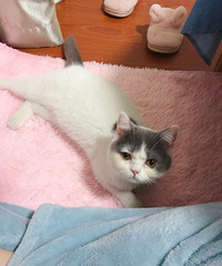 6����Ӣ�����׹�è����è980ת��