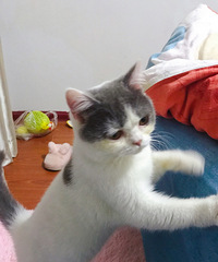 6����Ӣ�����׹�è����è980ת��