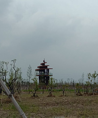 来到聚集区逛了逛台州湿地,还在建设中……