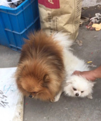 С��������Ԥ�������ֹ��������