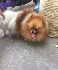 С��������Ԥ�������ֹ��������