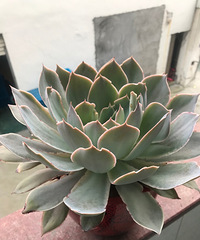 ������Z����Ƴǡ��̹�԰�ĳ���֮��ͱ����� ��ôѡ