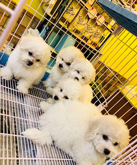 ����1000�͹��빷������һ�ױ��ؼ�