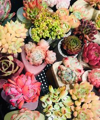 ÿһ���Ҷ���ϲ����