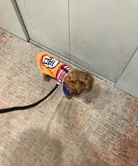 寻狗启示
