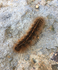 �������ġ�ë��������Ƥ���ĸ�����