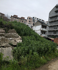 �϶��ļ��ڣ��峴�����̲˳��϶��궼�ܺó�