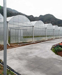 台州最大多肉大棚 锦尚花卉国内超大型多肉植物生产基地