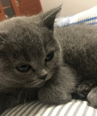 ��˵è����ˣ����ҵĹԹ�