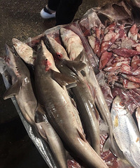 ���г�����������