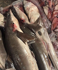 ���г�����������