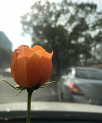 大清早就可以看到花