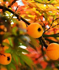 ��Щ�롰���ġ��йص���ʳ���Լ������ġ�������