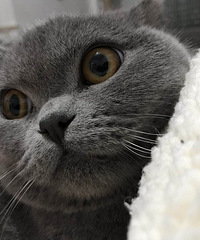 ��è�ܷܵ��������Ҹ���è���÷��ܺ��