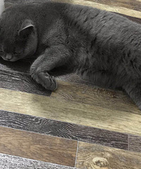 ��è�ܷܵ��������Ҹ���è���÷��ܺ��