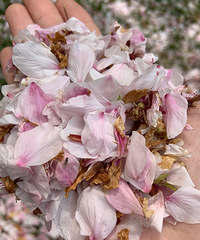 ����������뵺������̨�ݡ���ѧУ������� �����������ǵ��Լ�