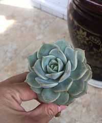 ���⿳ͷ�޽�