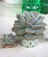 ���⿳ͷ�޽�