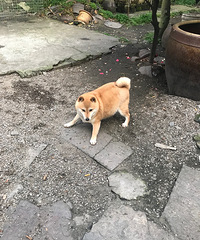 ������Ʒ�ձ���Ʒ��Ȯ