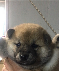 ������Ʒ�ձ���Ʒ��Ȯ