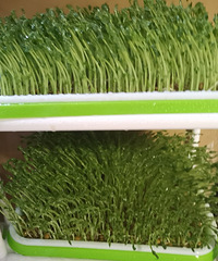 �{���㶹�磬�������Լ��ֳ�����