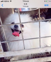 球型博美妹妺出售