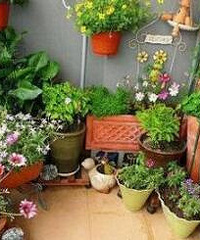 ���ڵ������������벼�õ���ֲ��ʲôƷ�ֺã�