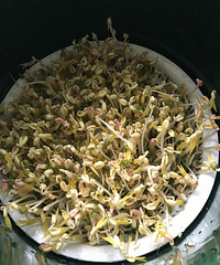 ��������ң������̶����ջ��˰���ʳ��Ͳ��ıر���֮һ