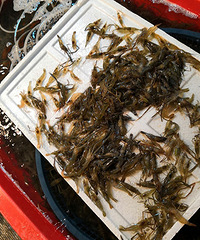 同是淡水虾价格差对半