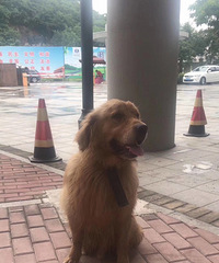 Ѱ���� ̨���������� һֻ���˽�ë �������к�ɫ��Ȧ