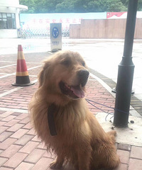 Ѱ���� ̨���������� һֻ���˽�ë �������к�ɫ��Ȧ